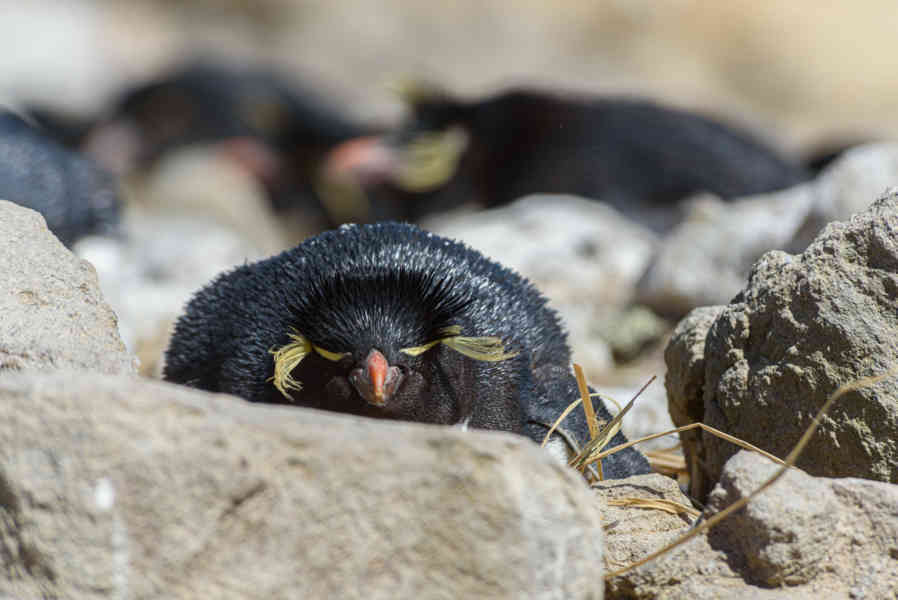 Pingüino Rockhopper - islas Falkland o Malvinas 23.jpg
